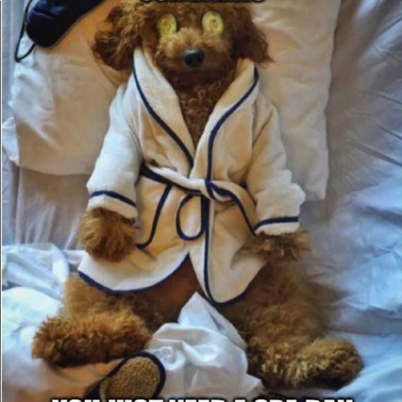 bear001